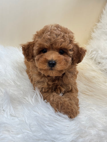 Maui Male Mini Poodle