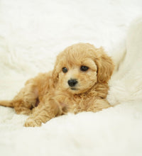 Load image into Gallery viewer, Biscuit Female Toy Maltipoo