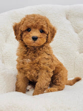 Load image into Gallery viewer, Neo Male Toy/Mini Poodle