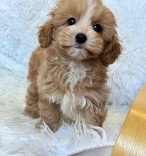 Load image into Gallery viewer, Charlie Male Toy Maltipoo