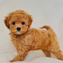 Charger l'image dans la galerie, Cooper Male Mini Poodle