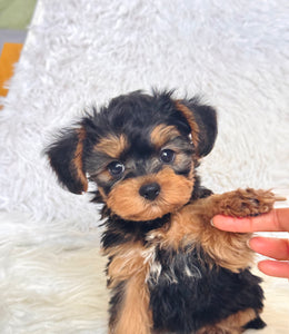 Pumpkin Male Toy Morkie