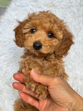 Load image into Gallery viewer, Matteo Male Toy Maltipoo