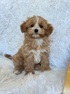 Charlie Male Toy Maltipoo
