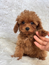 Load image into Gallery viewer, Hope Female Tiny Toy Poodle