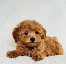 Charger l'image dans la galerie, Kyle Male Mini Poodle