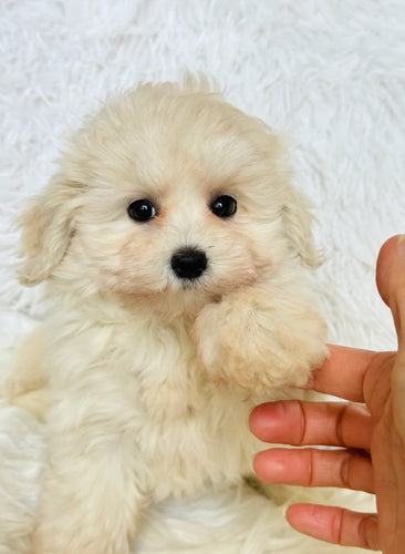 Dorothy Female Mini Maltipoo (Available for Guardianship)