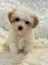 Load image into Gallery viewer, Summer Female Tiny Toy Maltipoo