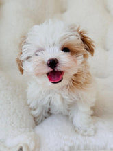 Load image into Gallery viewer, Nick Male Tiny Toy Maltipoo