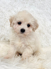 Load image into Gallery viewer, Bentley Male Toy Maltipoo
