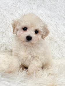 Bentley Male Toy Maltipoo