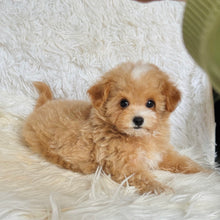 Load image into Gallery viewer, Monty Male Toy Maltipoo