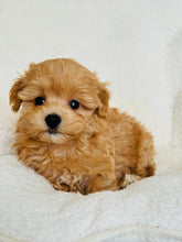 Cargar imagen en el visor de la galería, Virtuous Male Toy Maltipoo