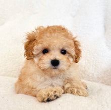 Charger l'image dans la galerie, Marcus Male Toy Poodle