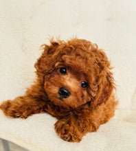 Load image into Gallery viewer, Thor Male Toy/Mini Poodle