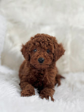 Load image into Gallery viewer, Takashi Male Toy Poodle