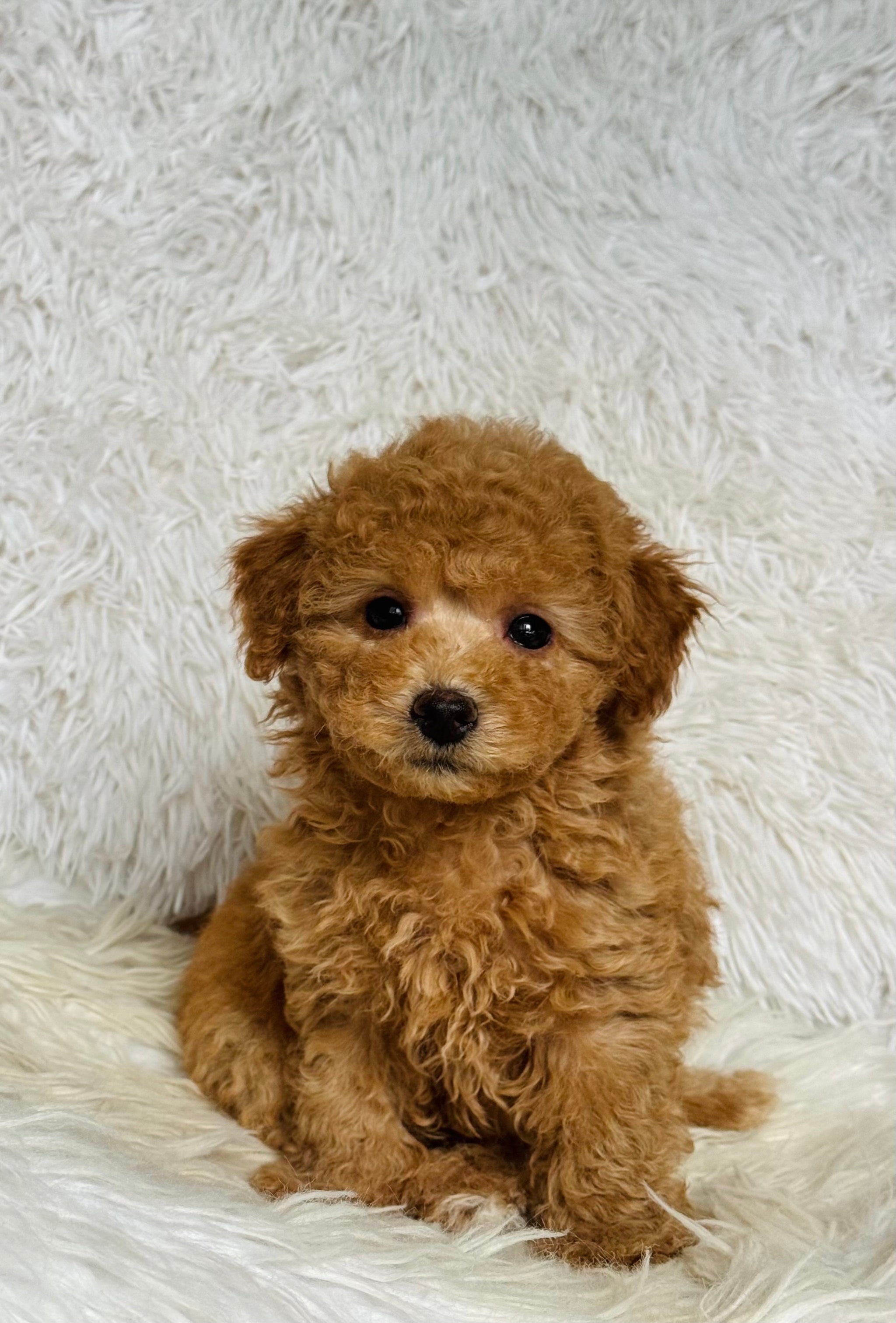 Puppocino Kennel Quality Teddy Bear Face Puppies Apparel