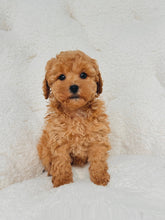 Charger l'image dans la galerie, Ophelia Female Mini Poodle