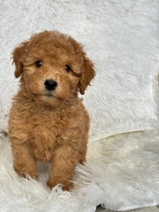 Kenzo Male Toy/Mini Poodle