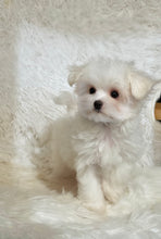 Load image into Gallery viewer, Snowball Male Tiny Toy Maltese