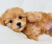 Cargar imagen en el visor de la galería, Tommy Male Toy Maltipoo