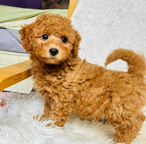 Jamie Male Toy Poodle