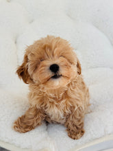 Load image into Gallery viewer, Boomer Male Toy Maltipoo
