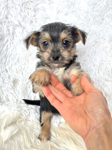 Scooter Male Toy Morkie