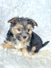 Load image into Gallery viewer, Bingo Male Toy Morkie