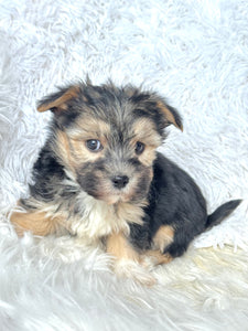 Bingo Male Toy Morkie