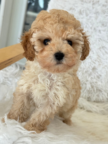 Layla Female Toy Poodle (Discounted)