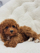 Charger l&#39;image dans la galerie, Bailee Female Toy/Mini Poodle