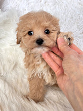 Load image into Gallery viewer, Hwan Female Toy Maltipoo (means shining/bright in Korean)
