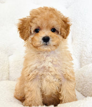 Load image into Gallery viewer, Liam Male Toy Poodle