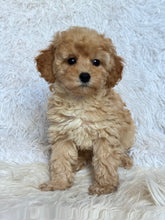 Load image into Gallery viewer, Moira Female Toy/Mini Poodle