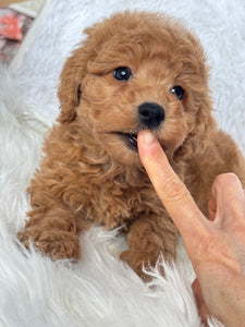 Ani Female Toy/Mini Poodle