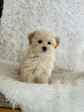 Load image into Gallery viewer, Homer Male Toy Maltipoo