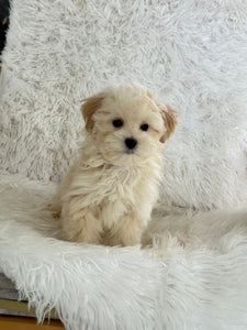 Homer Male Toy Maltipoo