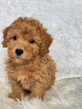 Load image into Gallery viewer, Tatsuya Male Toy/Mini Poodle