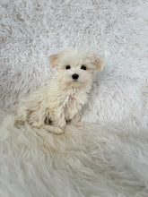 Load image into Gallery viewer, Keiko Female Toy Maltese