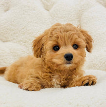Charger l&#39;image dans la galerie, Roo Male Toy Maltipoo