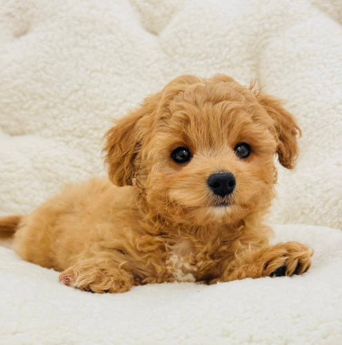 Roo Male Toy Maltipoo