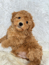 Load image into Gallery viewer, Tatsuya Male Toy/Mini Poodle