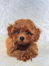 Load image into Gallery viewer, Sara Female Toy/Mini Poodle