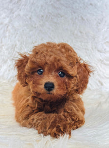 Sara Female Toy/Mini Poodle