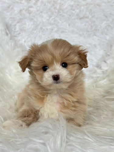 Ronny Male Toy Maltipoo