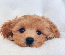 Charger l'image dans la galerie, Elina Female Toy Maltipoo