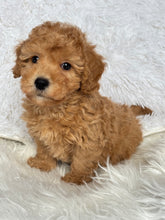 Load image into Gallery viewer, Tatsuya Male Toy/Mini Poodle