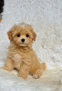 Bruno Male Toy Maltipoo