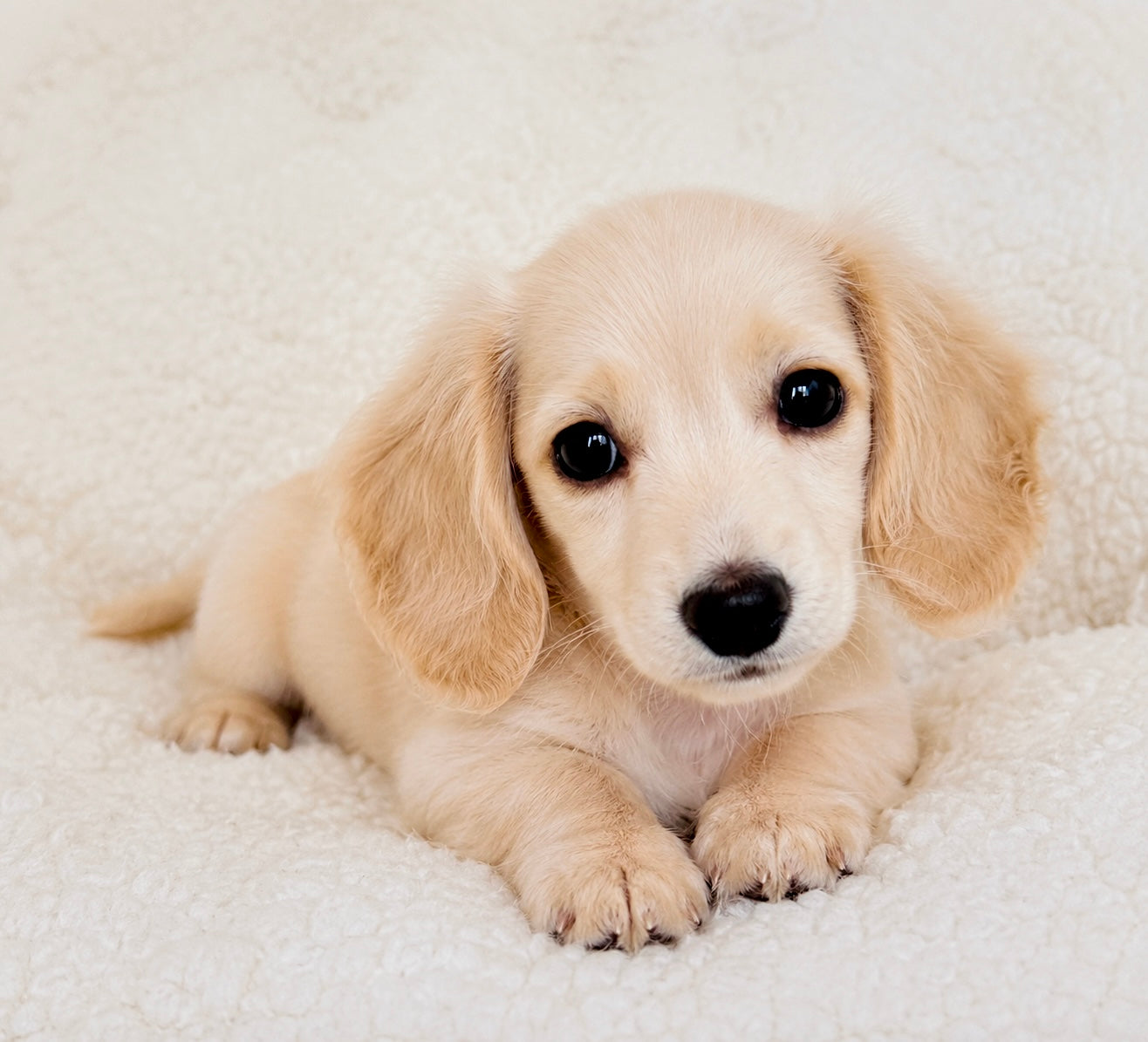 Maltipoo Puppies For Sale – Balises 